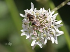 Cheilosia illustrata, hoverfly, female, Alan Prowse